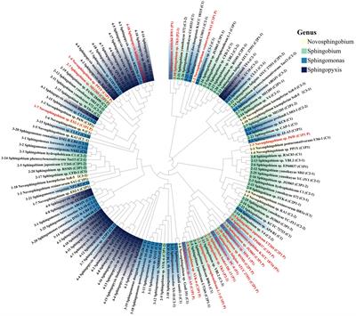 Regulation of quorum sensing activities by the stringent response gene rsh in sphingomonads is species-specific and culture condition dependent